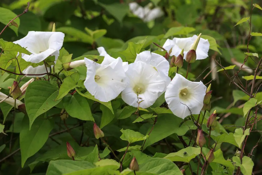 Bindweed Convolvulus arvensis