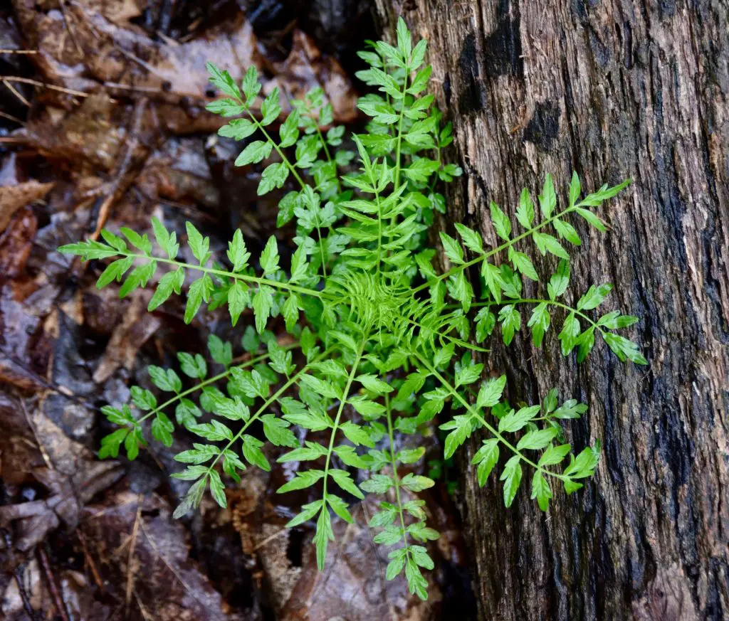 Bittercress (Cardamine spp.)