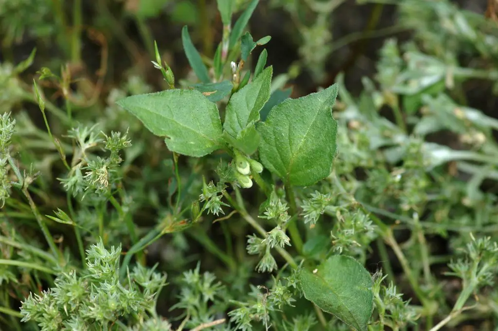 Black Bindweed (Fallopia convolvulus)