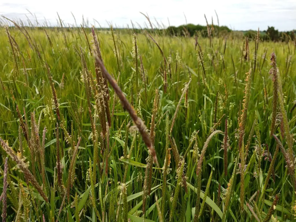 Black Grass (Alopecurus myosuroides)