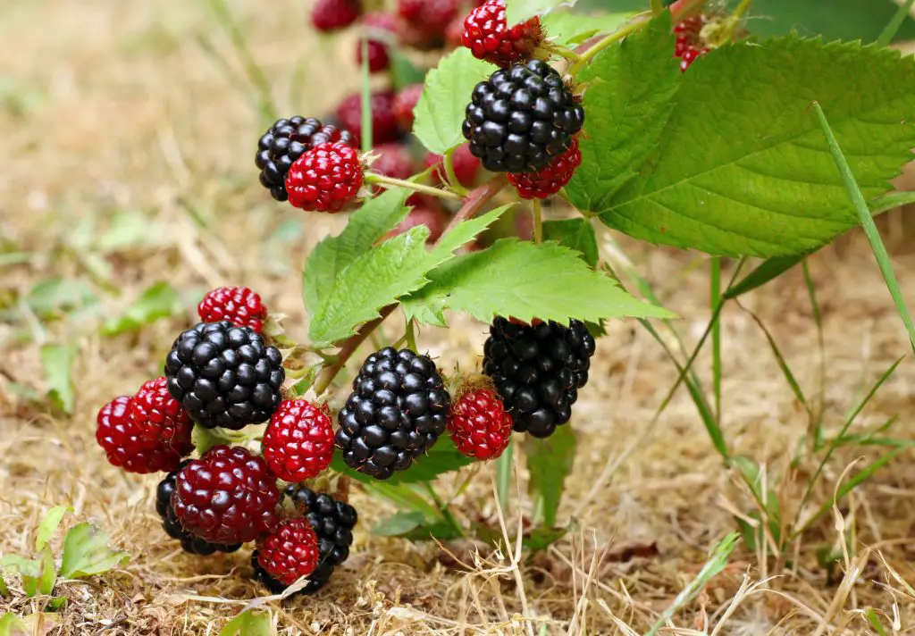 Blackberry Rubus fruticosus