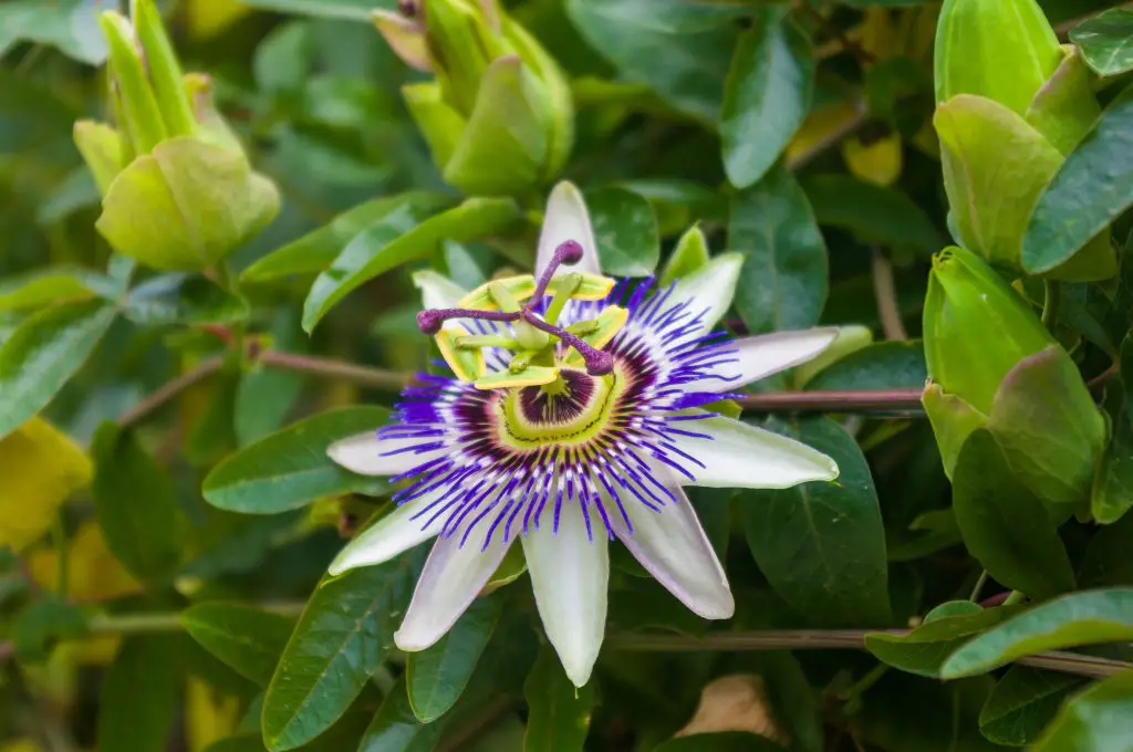 Blue Passion Flower Passiflora caerulea