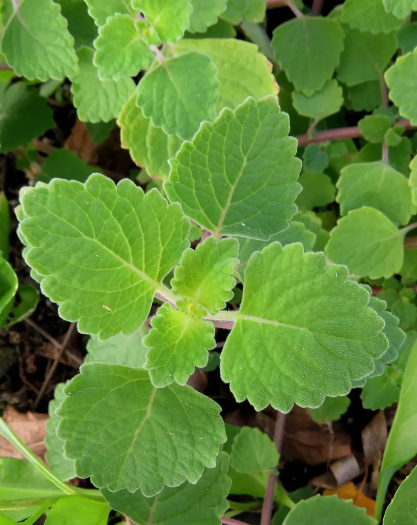 Blue splur flower plectranthus parviflorus