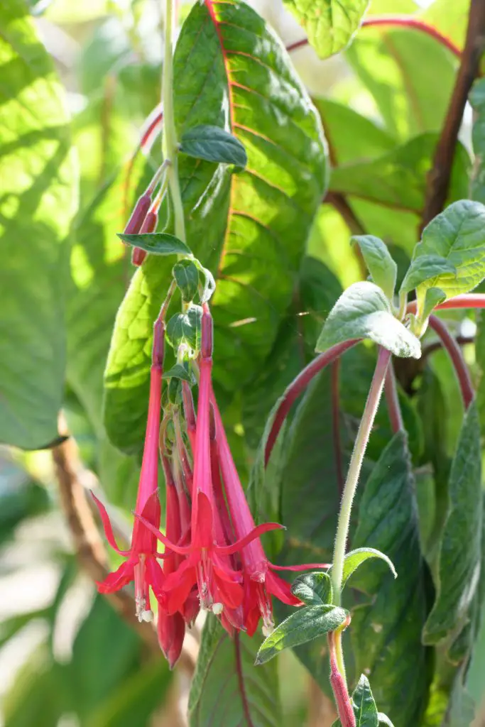 Bolivian Fuchsia (Fuchsia boliviana)