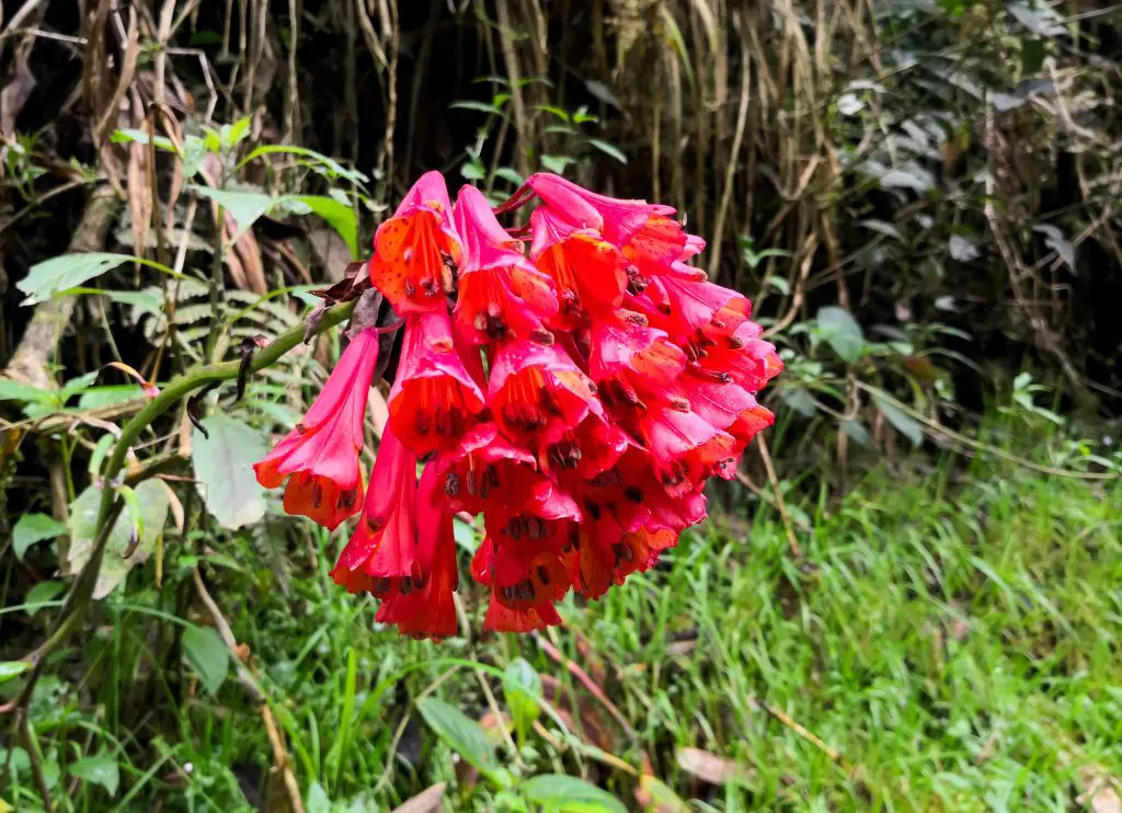 Bomarea multiflora