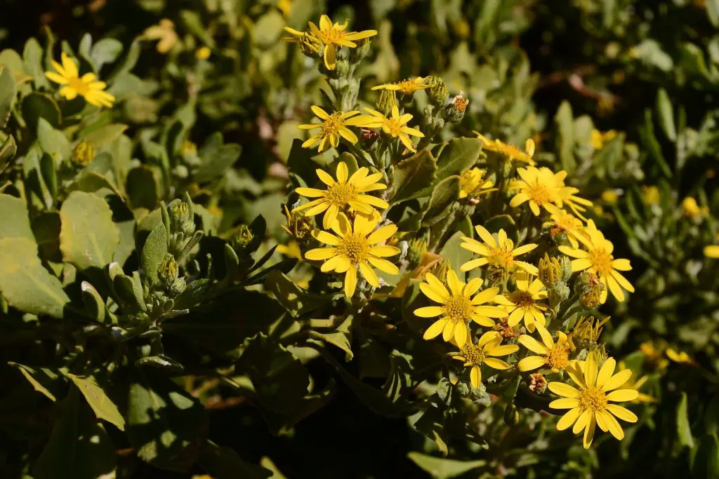 Boneseed (Chrysanthemoides monilifera)