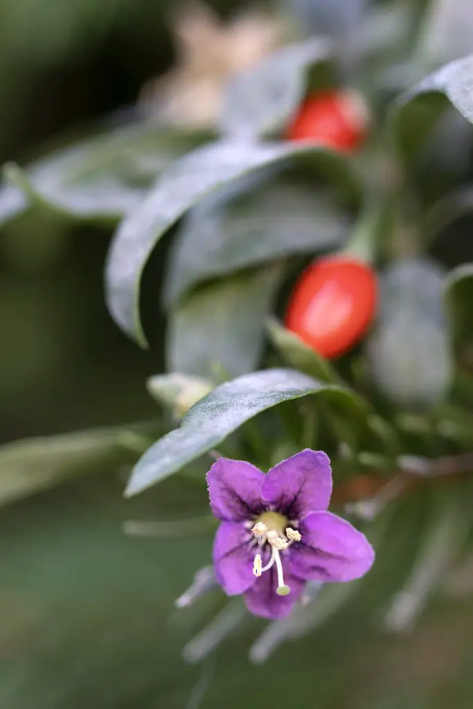 Boxthorn Nightshade (Solanum rantonnetii)