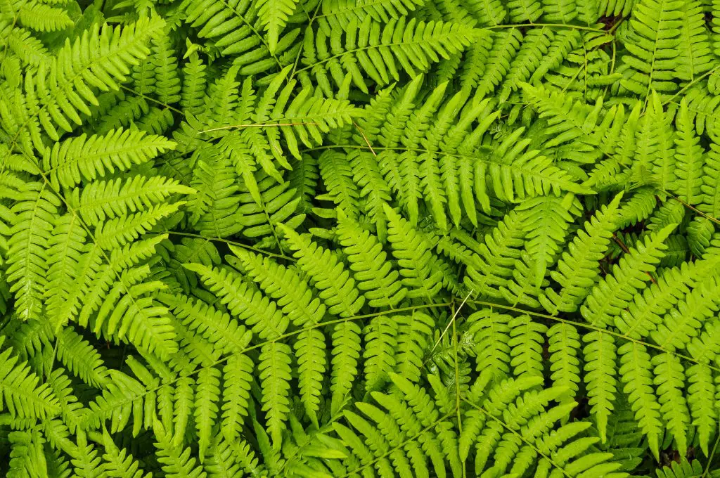 Bracken Pteridium aquilinum