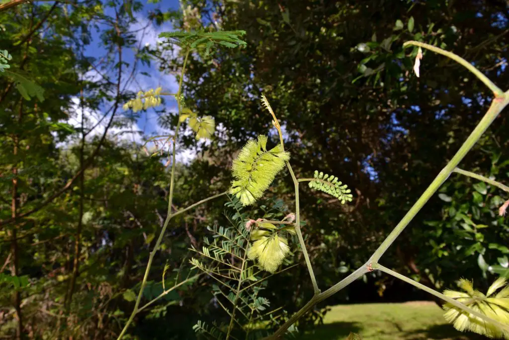 Brush Wattle Paraserianthes lophantha