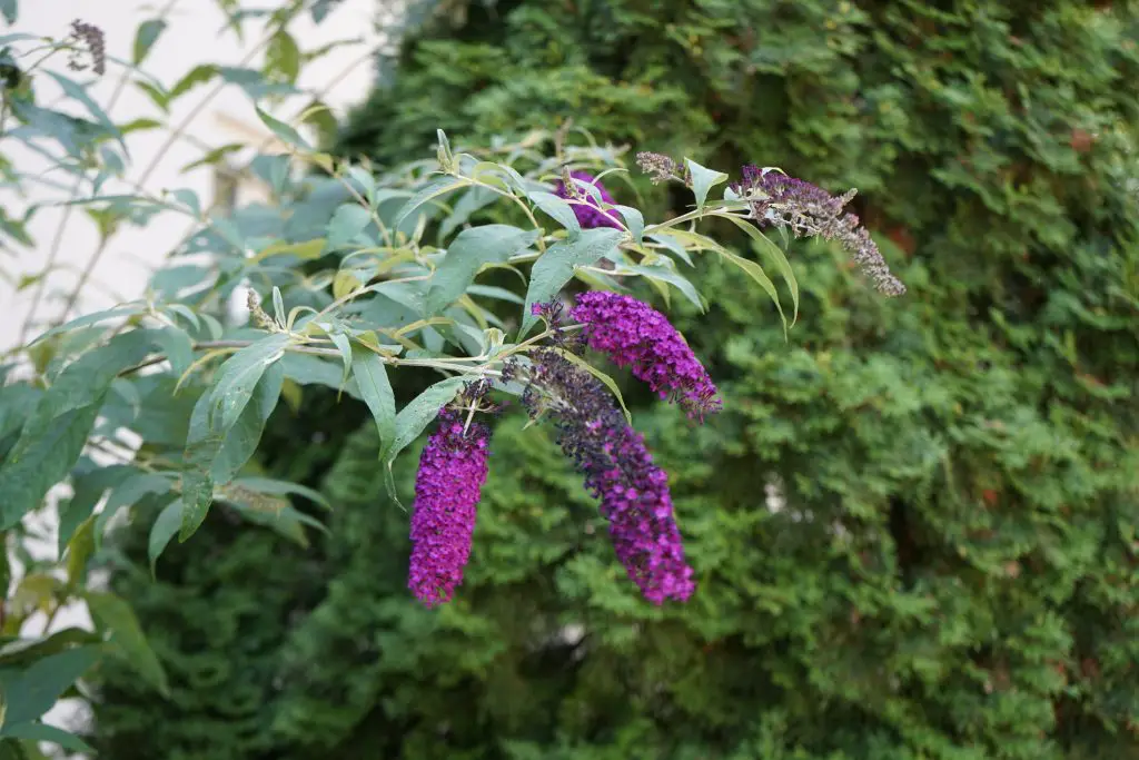 Buddleia Buddleja davidii Butterfly bush