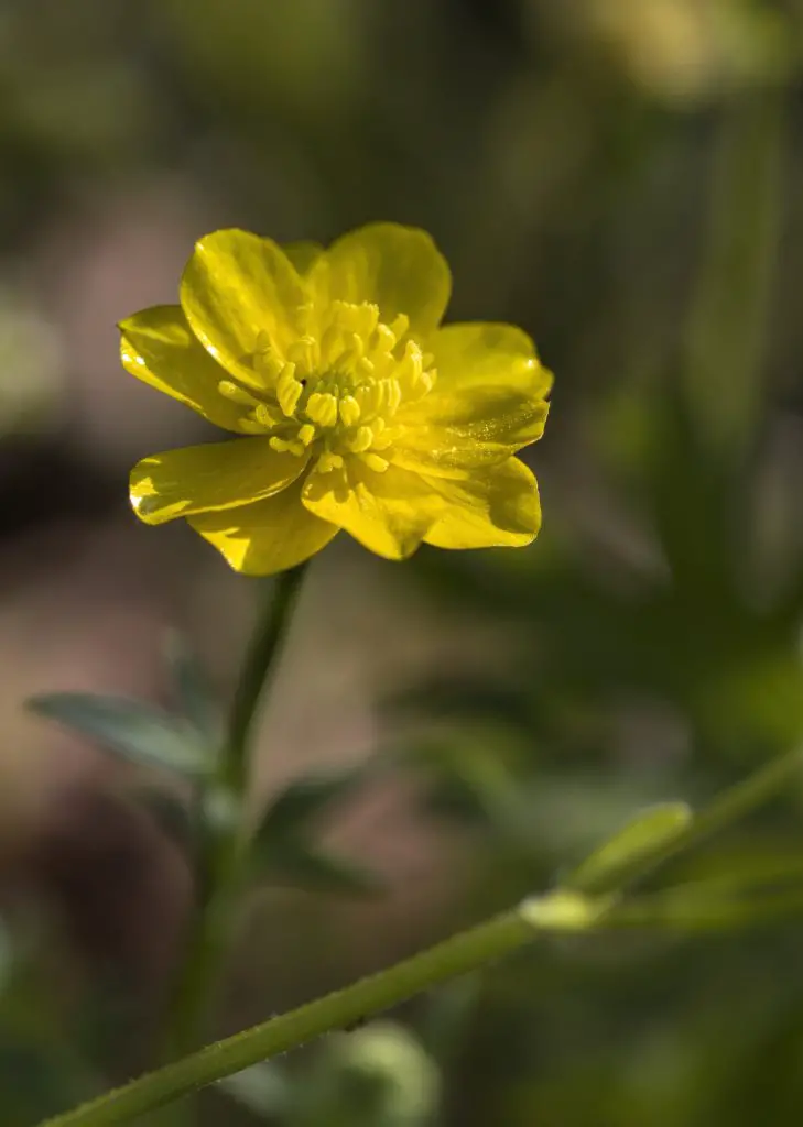 Bulbous Buttercup (Ranunculus bulbosus)