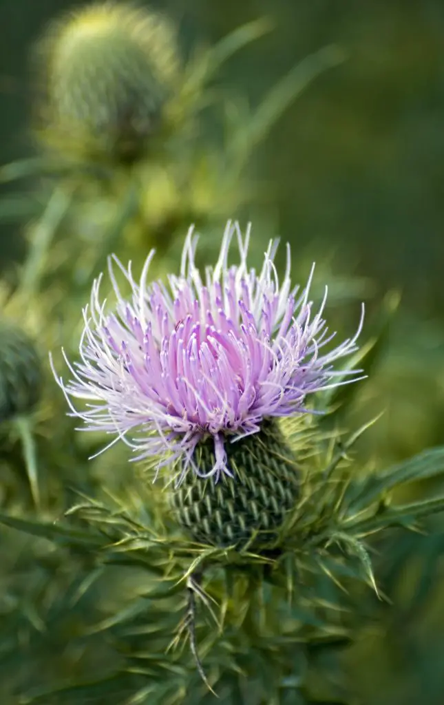 Bull Thistle (Cirsium vulgare)