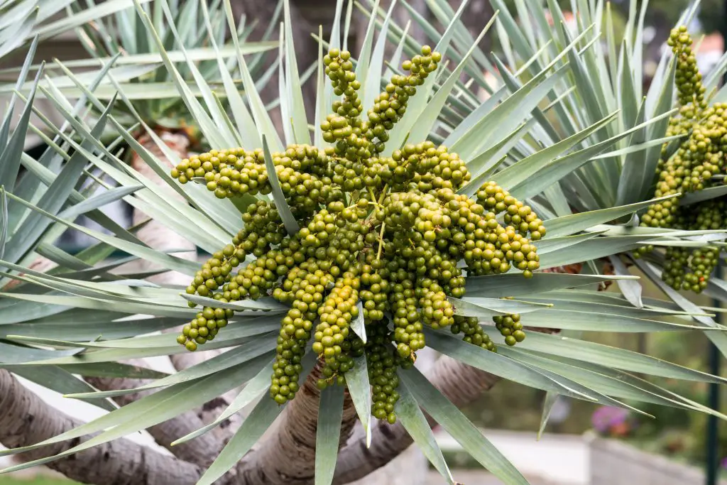 Bungalow palm Archontophoenix cunninghamiana