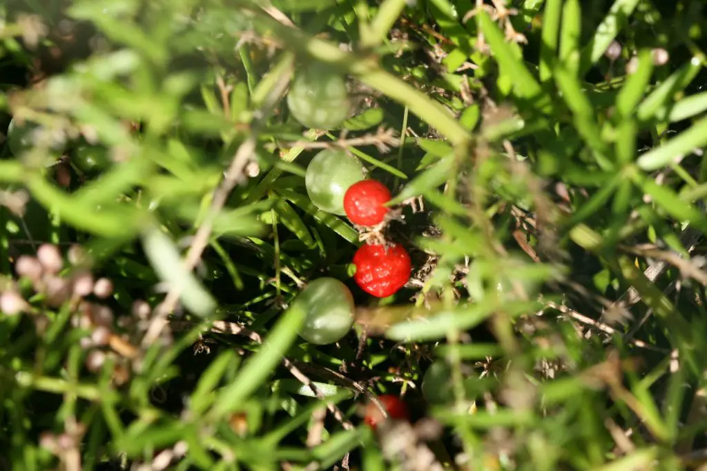 Bushy Asparagus (Asparagus aethiopicus)