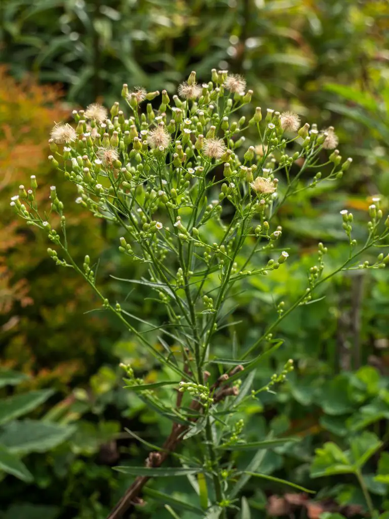 Canadian Fleabane (Conyza canadensis)