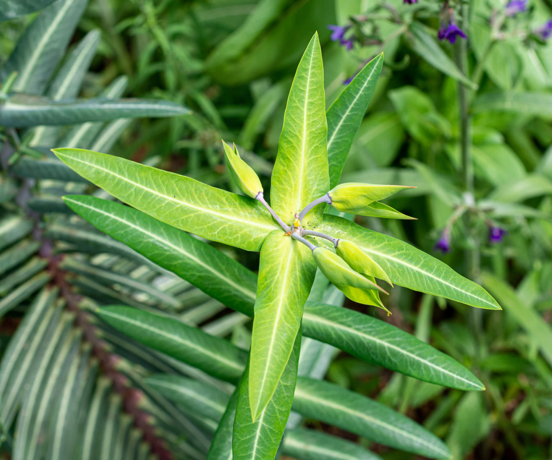 Caper Spurge - Invasive Weeds