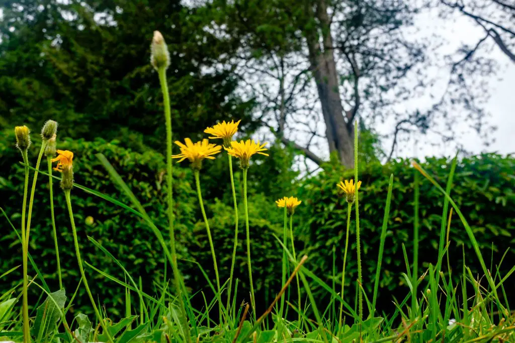 Cat's Ear (Hypochaeris radicata)