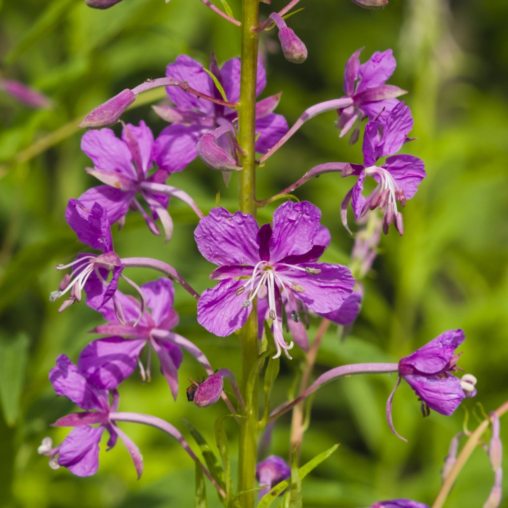 Chamerion angustifolium rosebay willowherb