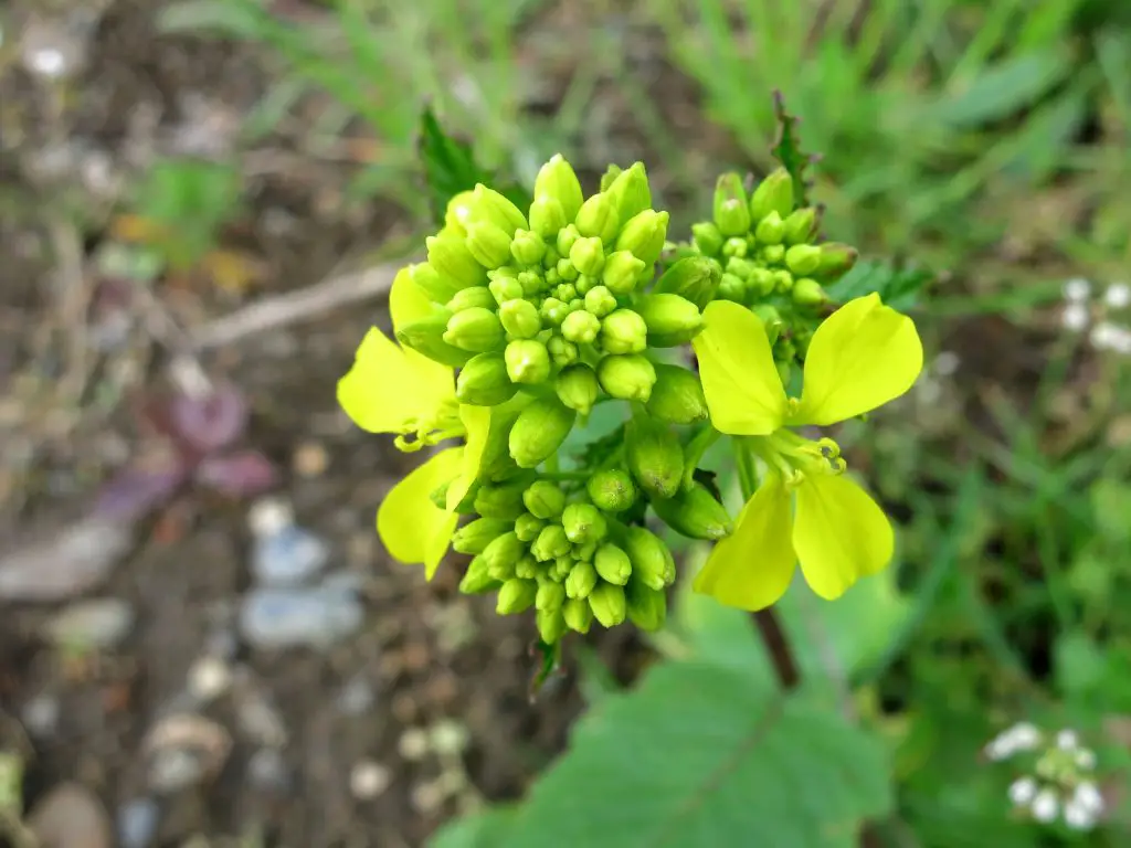 Charlock (Sinapis arvensis)