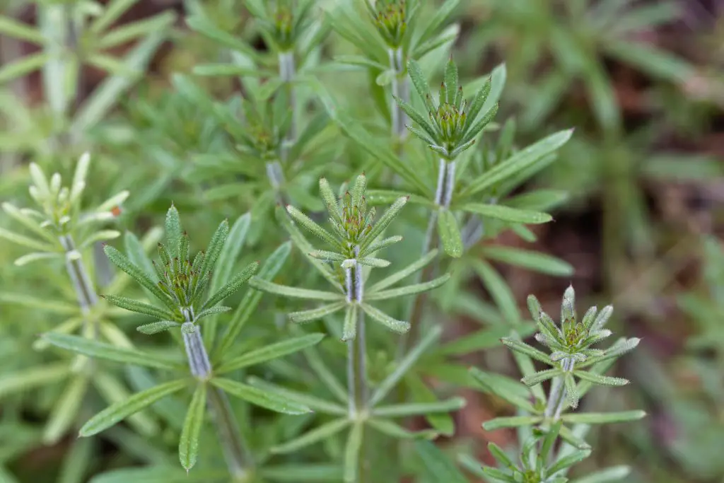 cleavers-invasive-weeds