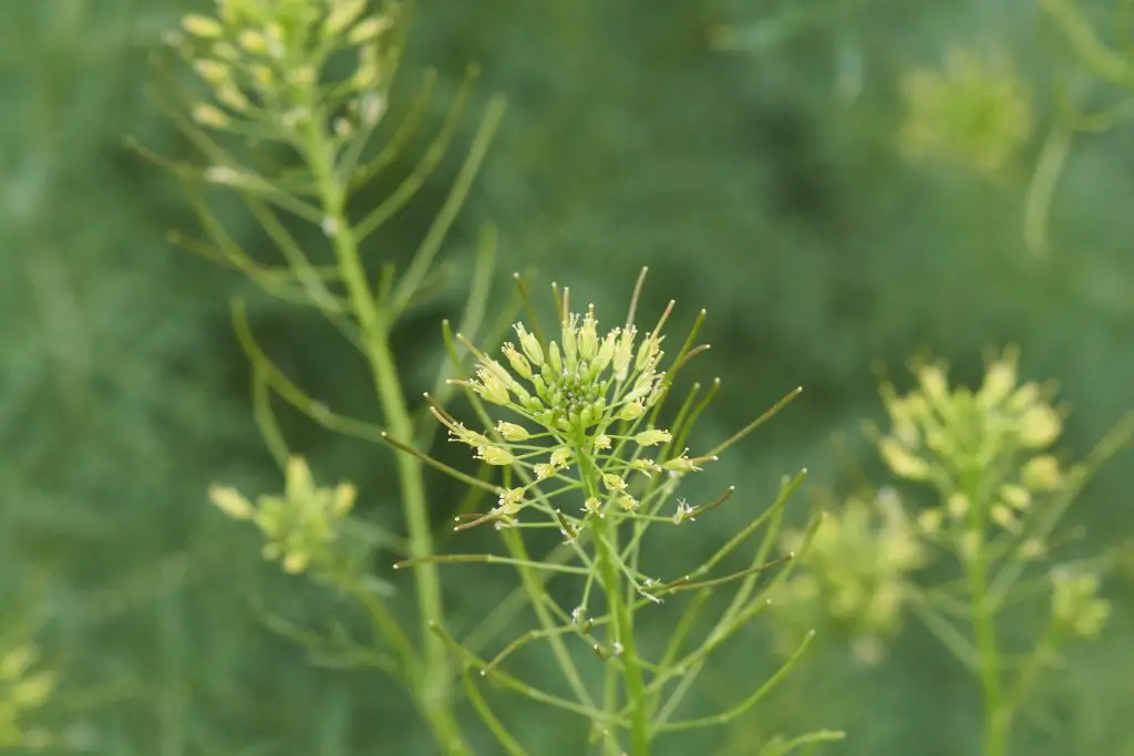 Close up of Isolated Flixweed Herb Sophia Tansy Mustard Descurainia sophia Bush