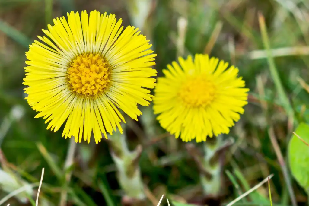 Coltsfoot (Tussilago farfara)