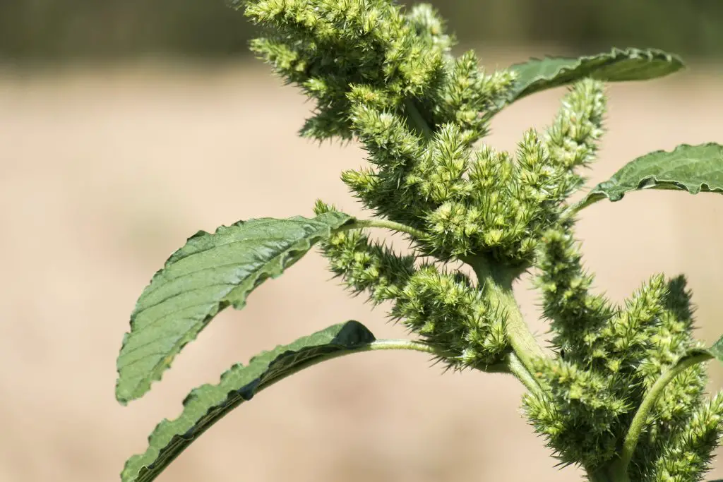 Common Amaranth (Amaranthus retroflexus)