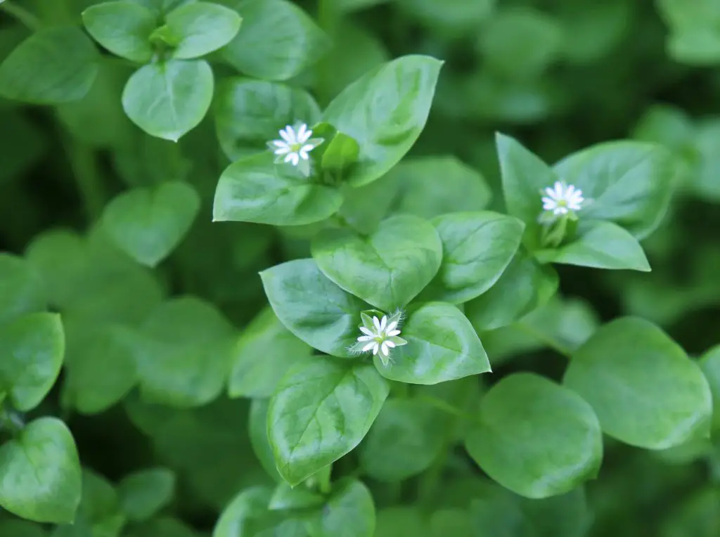 Common Chickweed (Stellaria media)