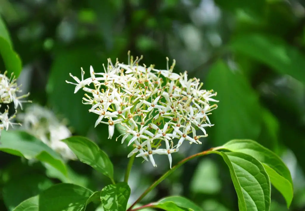 Common Dogwood Cornus sanguinea