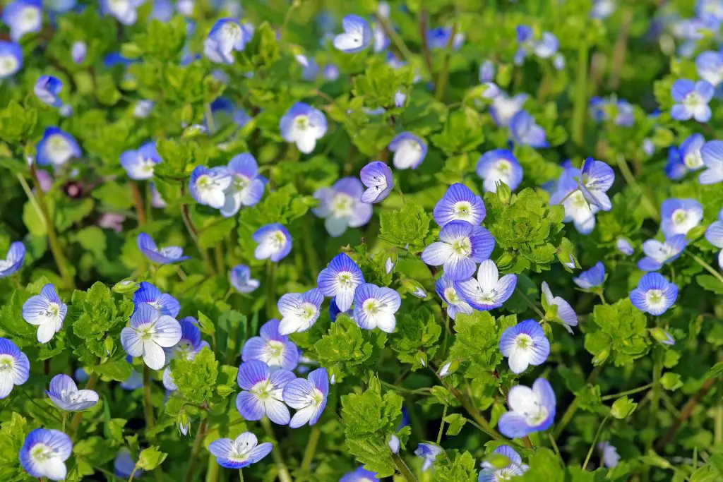 Common Field Speedwell (Veronica persica)