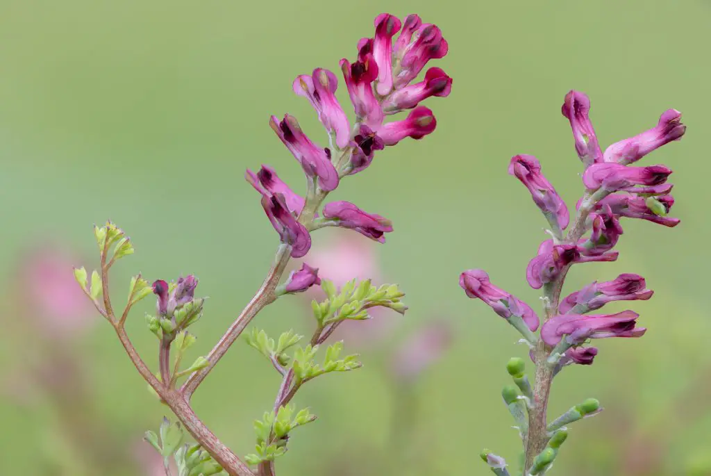 Common Fumitory (Fumaria officinalis)