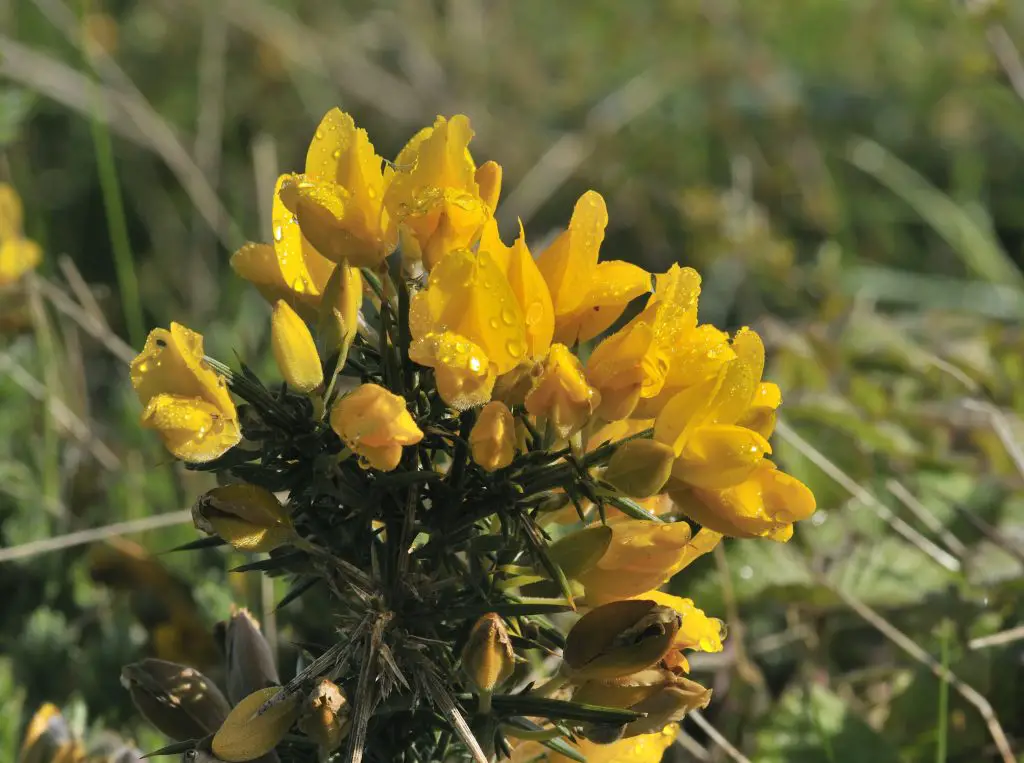 Common Gorse Ulex europaeus