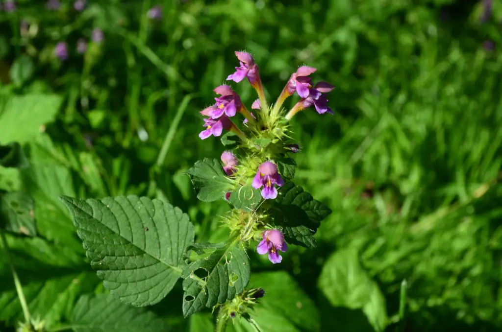 Common Hemp Nettle (Galeopsis tetrahit)