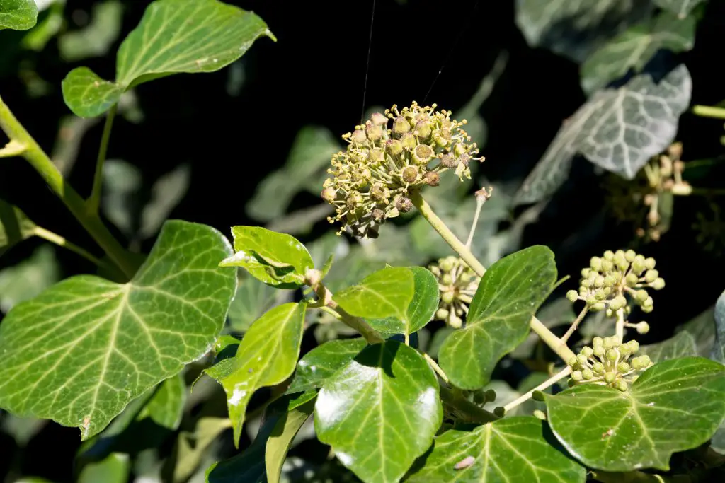 Common Ivy Hedera helix