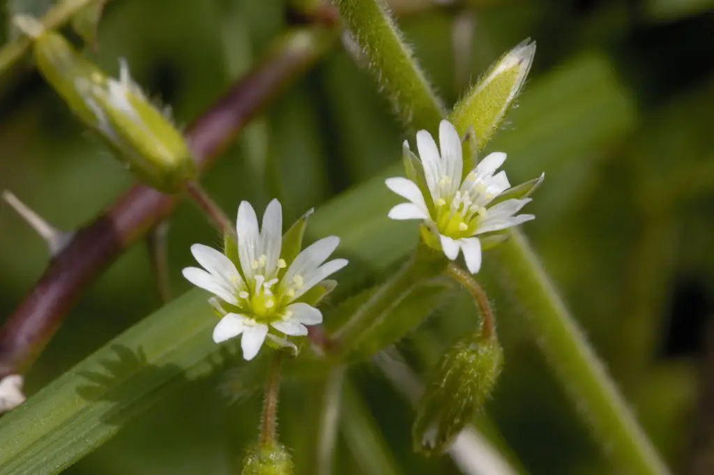 Common Mouse ear (Cerastium fontanum)