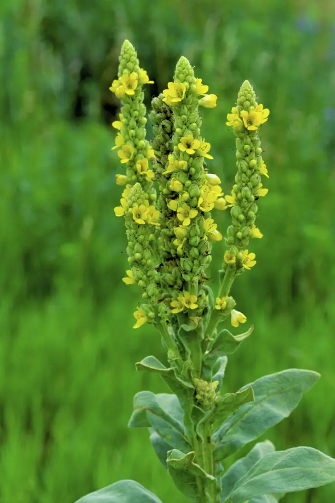 Common Mullein (Verbascum thapsus)