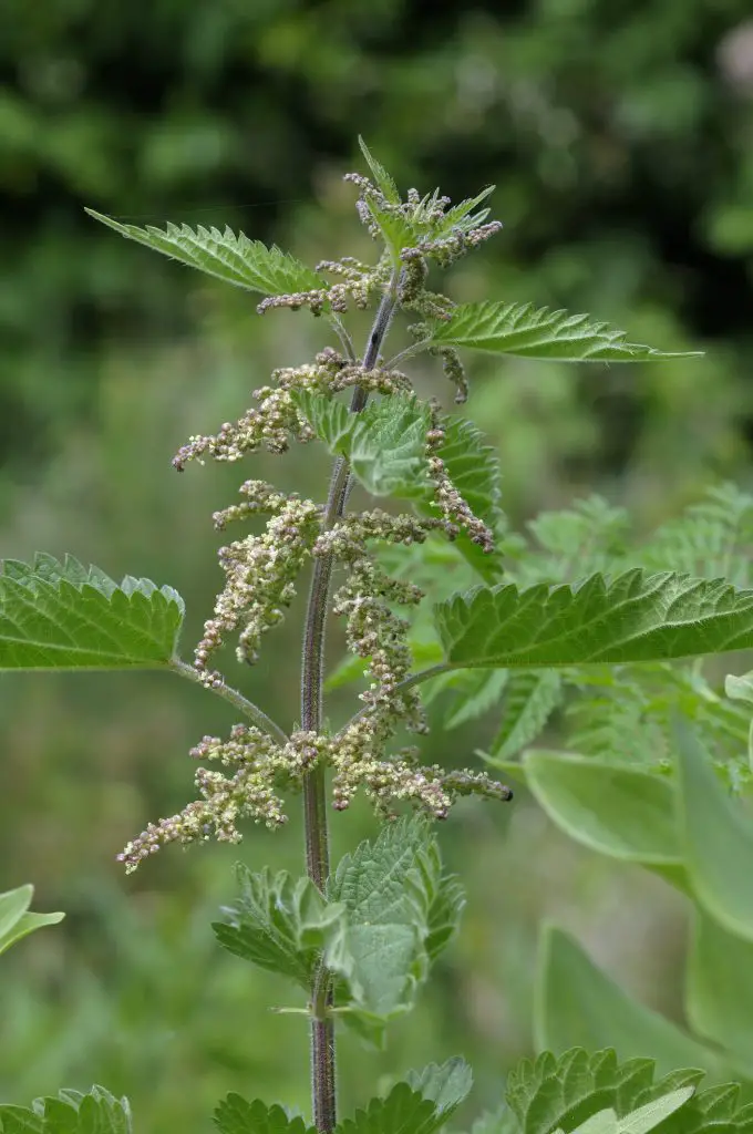Common Nettle (Urtica dioica)