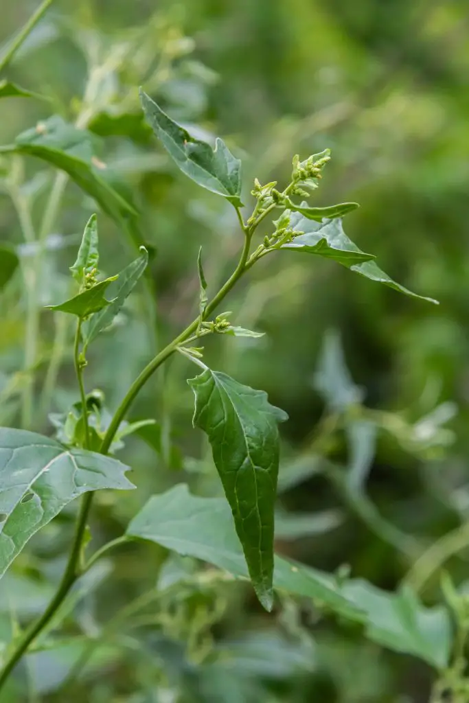 Common Orache (Atriplex patula)