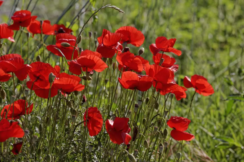 Common Poppy (Papaver rhoeas)