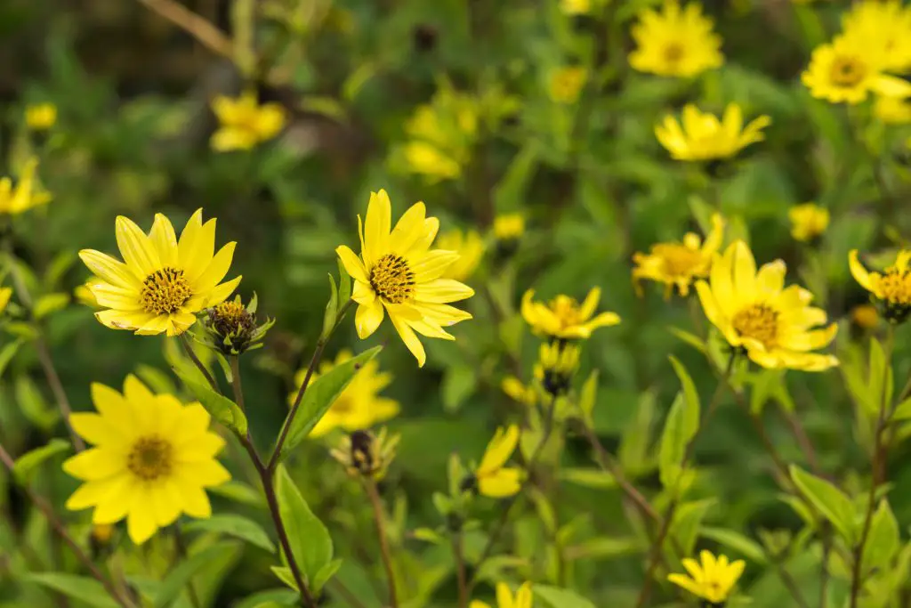 Common Ragwort (Senecio jacobaea)