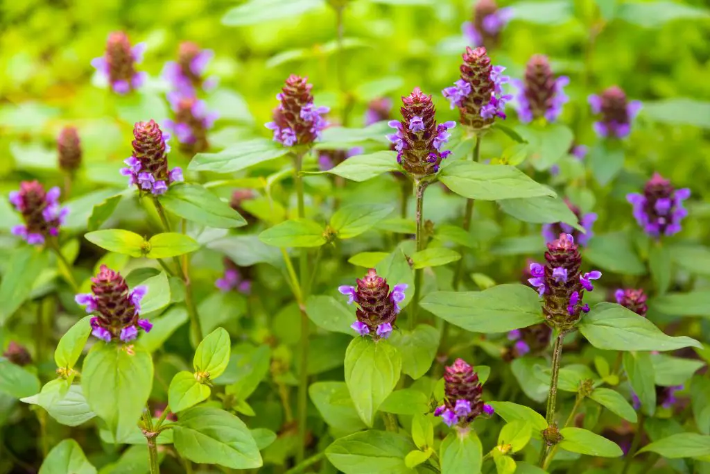 Common Selfheal Prunella vulgaris