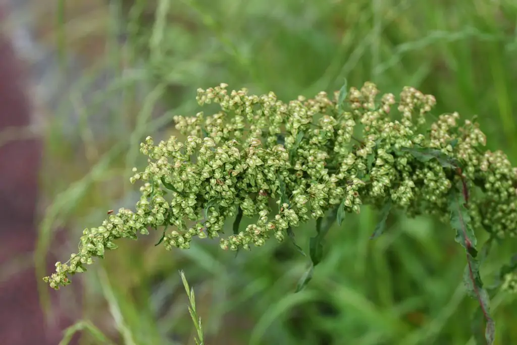 Common Sorrel (Rumex acetosa)