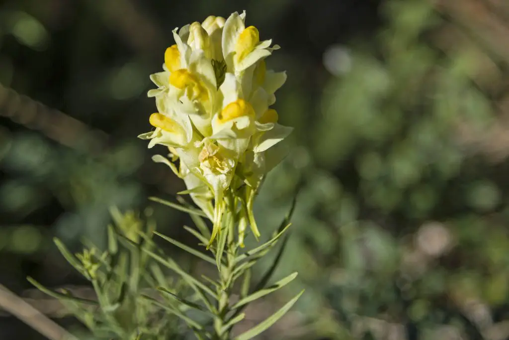 Common Toadflax (Linaria vulgaris)