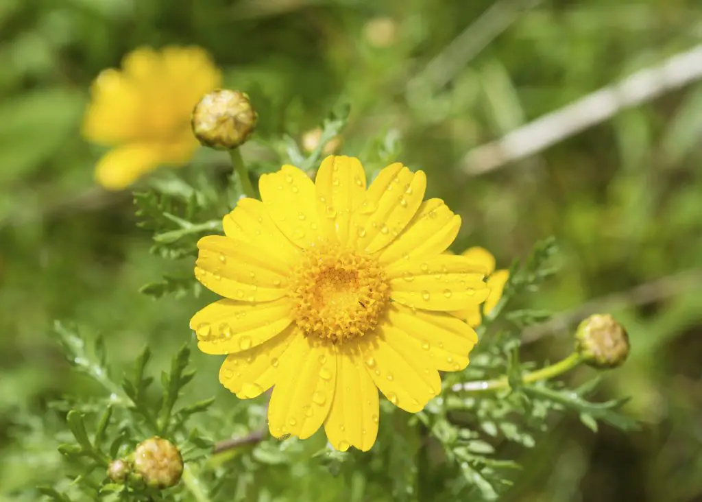 Corn Marigold also known as Glebionis segetum