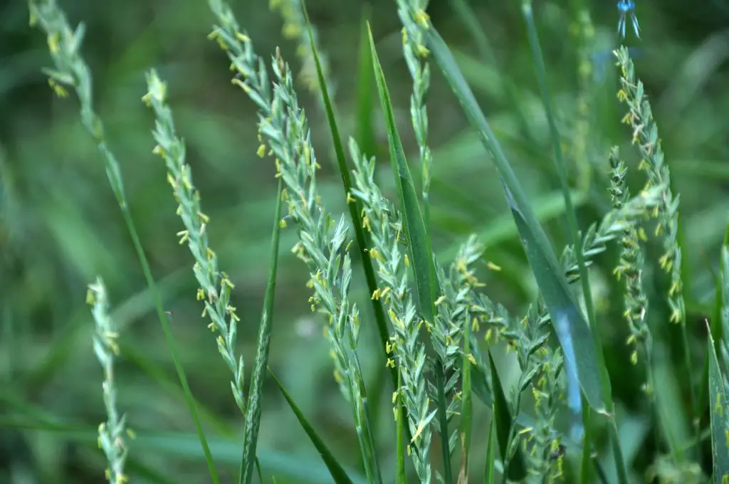 Couch Grass - Invasive Weeds