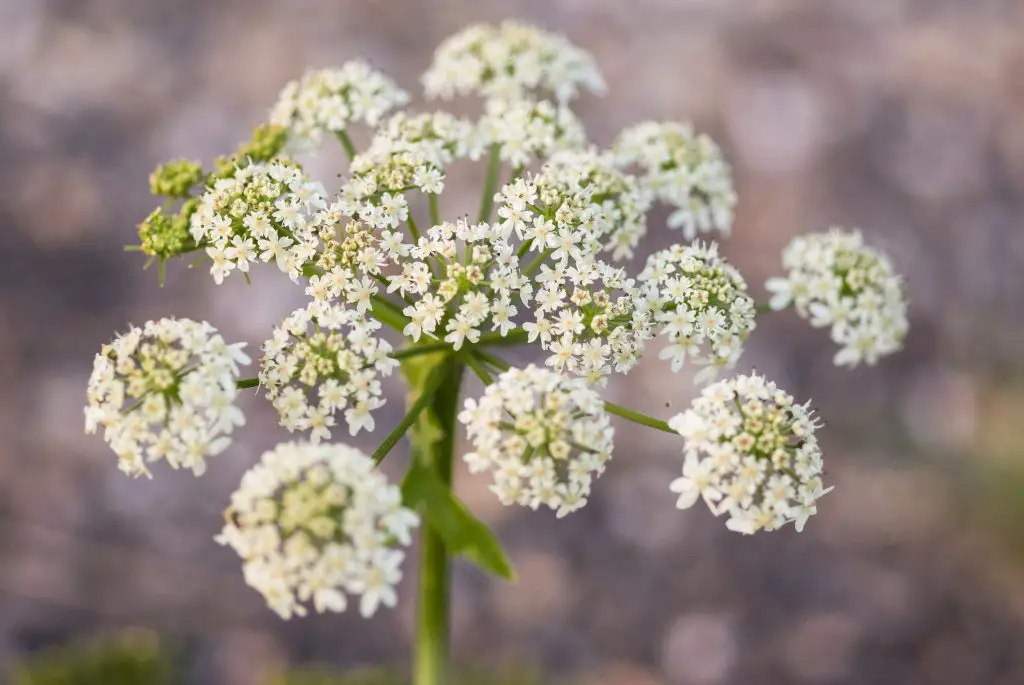 Cow Parsley (Anthriscus sylvestris)