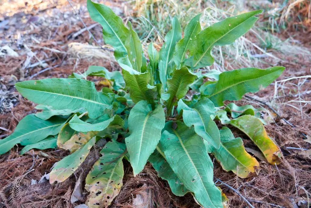 Curled Dock (Rumex crispus)