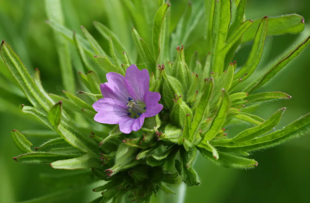 Cut leaved Crane's bill (Geranium dissectum)