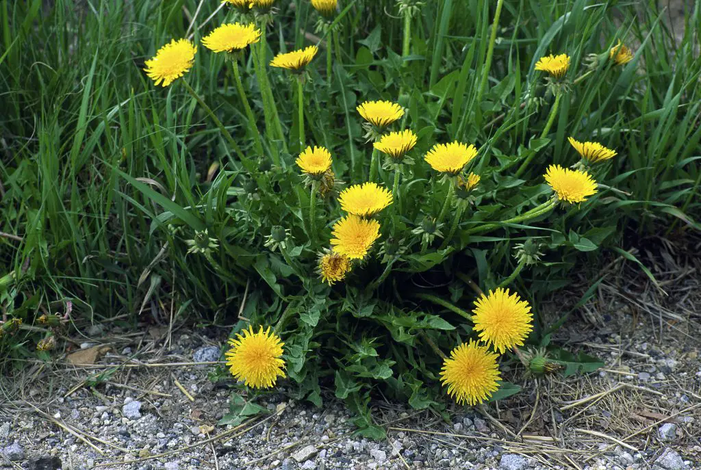 Dandelions Taraxacum officinale