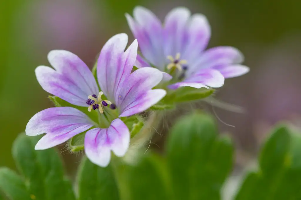 Doves foot cranesbill geranium molle